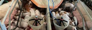 pork.stations.items.title-1